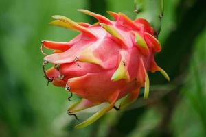 drakenfruit in de tuin foto