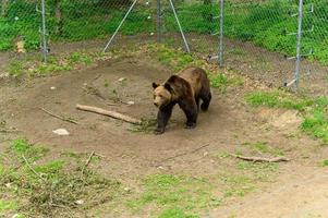 geredde beer van mensen in het reservaat. foto