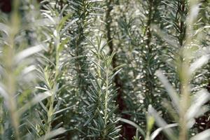 verse rozemarijnstengel groeit in de tuin. foto