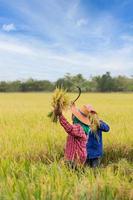 twee aziatische boeren oogsten biologische padie in thailand. foto