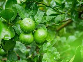 groene lindebomen in de boerderij. foto