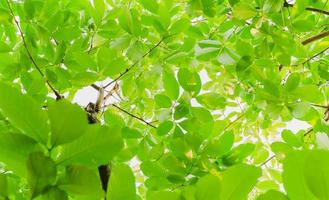 uitzicht vanaf de onderkant van de groene bladeren achtergrond in tropisch bos met zonlicht. foto