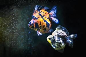 close-up twee kleurrijke goudvissen in de tank. foto