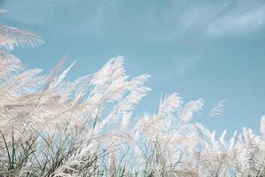 grijsachtige grasbloem wordt geblazen door de wind op blauwe hemelachtergrond foto