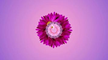 spiegel bloem caleidoscoop. paarse, roze en witte madeliefjes. foto