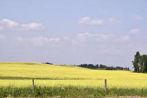 een veld met gele koolzaad op een zomerdag foto