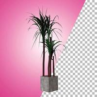 kamerplant voor decoratie en asset design. foto