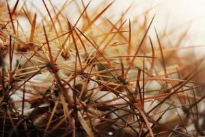 gesloten doorn van droge cactusachtergrond foto