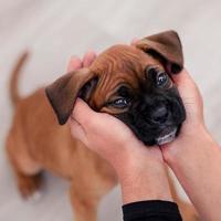 boxer puppy hondje foto