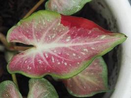 caladium bicolor geweldige plant leafes kleurrijk en gevarieerd foto