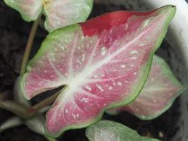 caladium bicolor geweldige plant leafes kleurrijk en gevarieerd foto