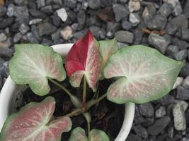 caladium bicolor rood op rood en wit blad foto