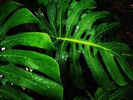 gigantische groene monstera en achtergrond geen fresh foto