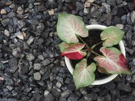 caladium bicolor rood op rood en wit blad foto