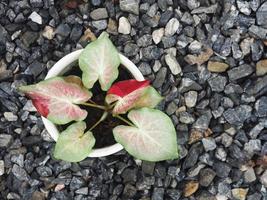 caladium bicolor rood op rood en wit blad foto