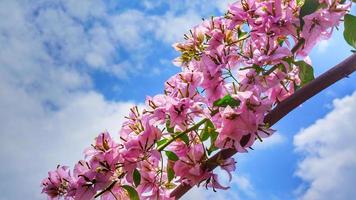 bougainvill bloemen met heldere hemelachtergrond foto