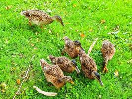 hdr eend vogels in het gras foto