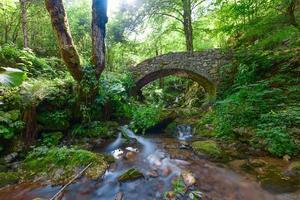 kleine stenen brug in het bos foto