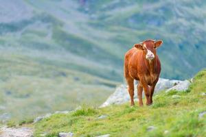 koe in een weiland in de Zwitserse Alpen foto