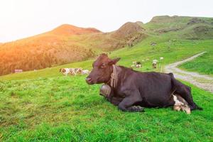 koe liggend grazen op Italiaanse Alpen foto