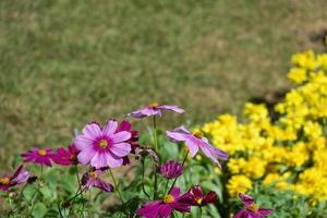 verse schoonheid mix roze paarse kosmos bloem gele bloemen bloeien in natuurlijke plantkunde tuin park foto