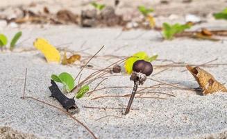 bruine zaadbol druppel op zand voor beginnende plantenboom. natuurlijke dieren in het wild groeien op de vloer. foto