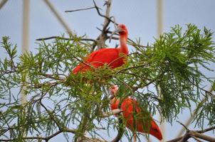 scharlaken ibis vogel dier foto