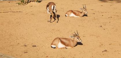 gazelle antilope gazella zoogdier dier foto