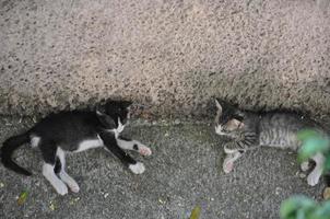 grijze gestreepte katten foto