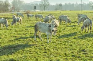 rundvee koeien in het gras in een weiland foto