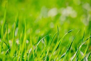 jong groen vers gras in het voorjaar. groen in de zon. abstracte natuurlijke achtergrond. foto