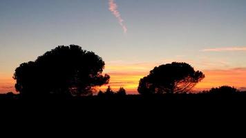 zonsondergang met boomsilhouet foto