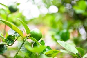 groene limoenen aan een boom, verse limoen citrusvruchten hoge vitamine c in de tuin boerderij landbouw met natuur groene wazige achtergrond in de zomer foto