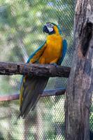 close-up van macawcute schattige vogel en kleurrijk van dieren in het wild, blauwe en gele ara op boom, dierenbehoud en bescherming van ecosystemen concept. foto