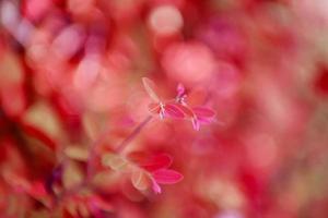 focus wazig close-up natuur weergave van roze blad op achtergrond foto