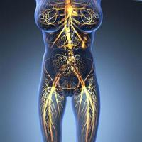wetenschappelijke anatomie van het menselijk lichaam in röntgenfoto's met gloeiende bloedvaten foto