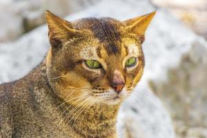 mooie schattige kat met groene ogen in tropische jungle mexico. foto