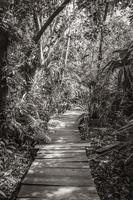 tropische jungle planten bomen houten wandelpaden sian kaan mexico. foto