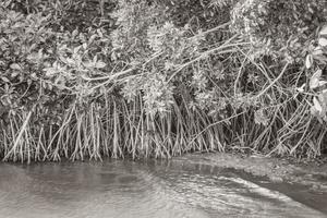 muyil lagune panorama uitzicht landschap natuur mangrove bomen mexico. foto