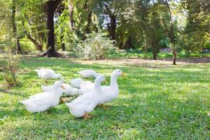 yi-liang-eenden hebben een witte kleur en gele vogelbekdieren lopen in de groene tuin. foto