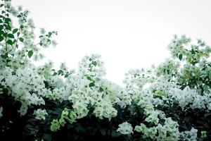 mooie witte bougainvillea, tropische papieren bloem die in de zomertuin bloeit foto