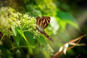 vlinder vlinder op wilde bloem in de zomer lente veld foto