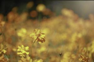 oranje en gele kosmos bloem bloeiend kosmos bloem veld, mooie levendige natuurlijke zomertuin buiten park afbeelding. foto