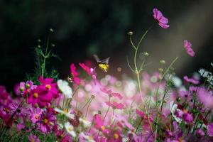 roze en roze kosmos bloem bloeiend kosmos bloem veld, mooie levendige natuurlijke zomertuin buiten park afbeelding. foto