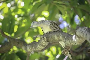 duifvogel rusteloos zittend op een boomtak in groene zomertuin foto