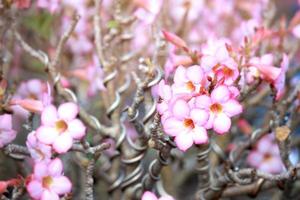 roze mooie woestijnroos adeniumbloem die in de zomertuin bloeit foto