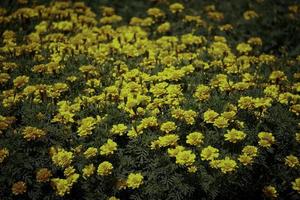 mooie franse gele goudsbloem bloemen bloeien in de zomertuin foto