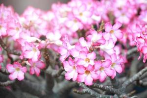 roze mooie woestijnroos adeniumbloem die in de zomertuin bloeit foto