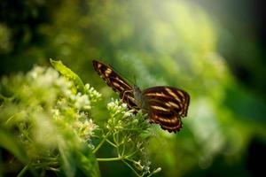 vlinder vlinder op wilde bloem in de zomer lente veld foto