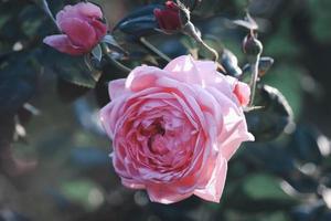 roze engelse rozen bloeien in de zomertuin, een van de meest geurige bloemen, best ruikende, mooie en romantische bloemen foto